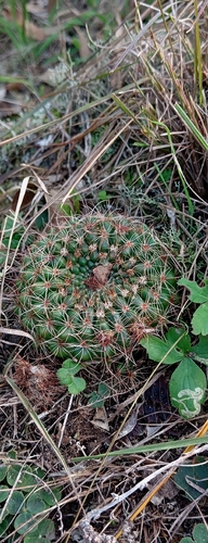 Parodia concinna