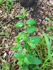 Forestiera ligustrina