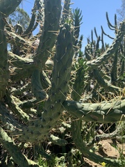 Austrocylindropuntia