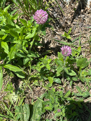 Red Clover