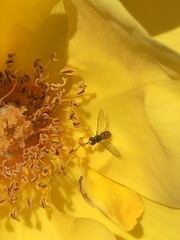 Toxomerus marginatus