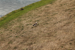 Chroicocephalus ridibundus