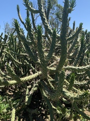Austrocylindropuntia