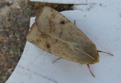 Helicoverpa armigera conferta