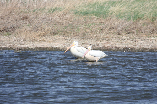 American White Pelican