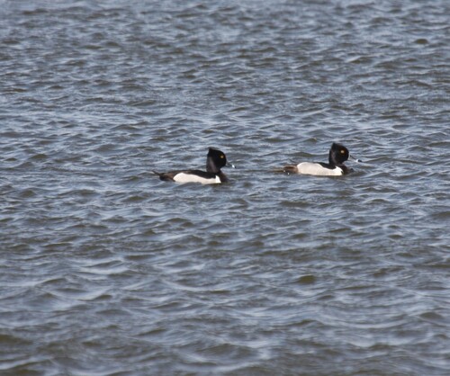 Ring-necked Duck