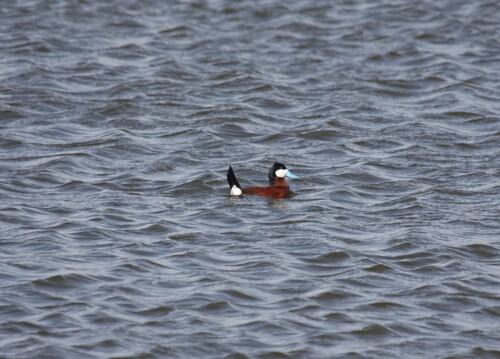 Ruddy Duck
