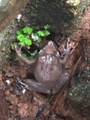 Eleutherodactylus coqui