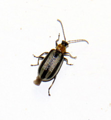 Acalymma trivittatum