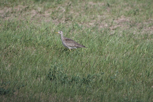 Upland Sandpiper