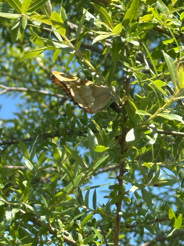 Freyer's Purple Emperor