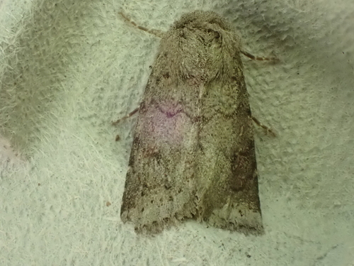 Modest Quaker photo 3
