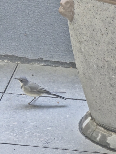 iNaturalist image