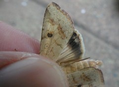 Helicoverpa armigera conferta