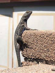 Sceloporus occidentalis longipes