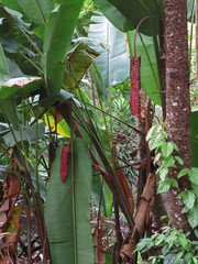 Heliconia mariae