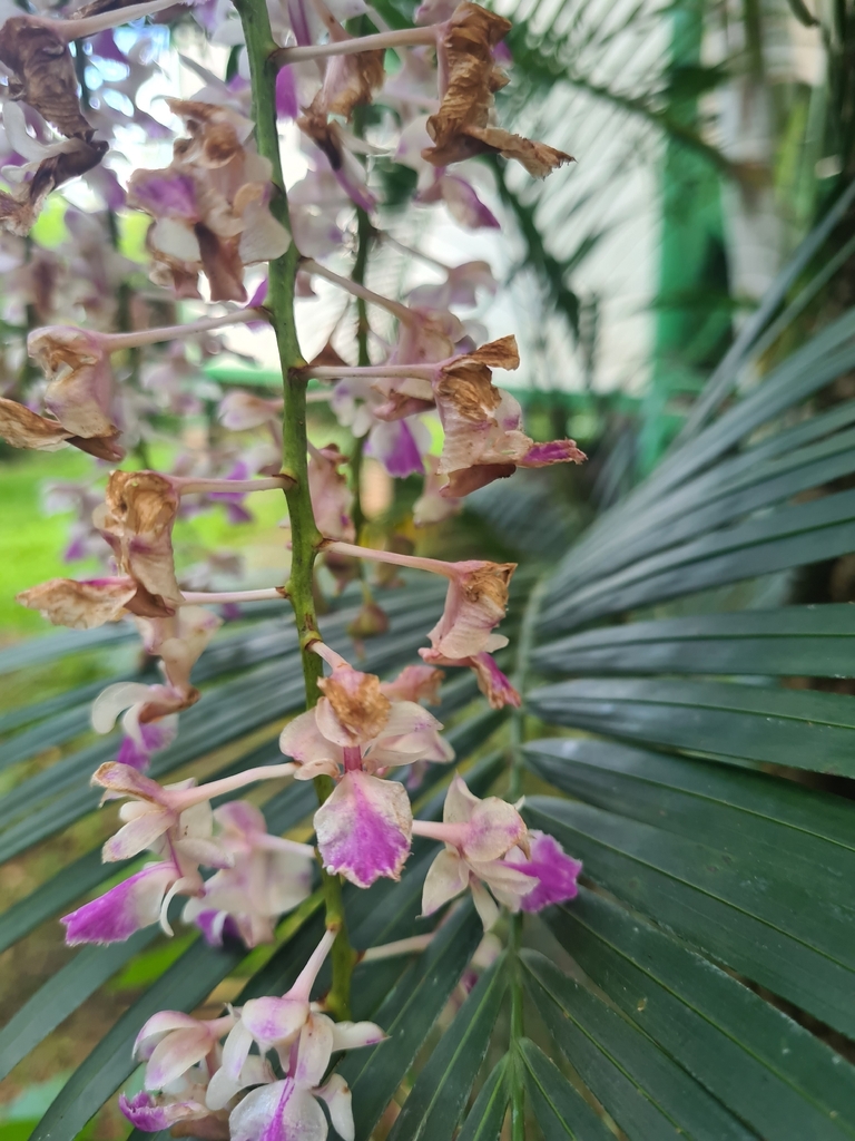 Giáng hương – Aerides falcata