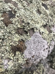 Flavoparmelia haysomii