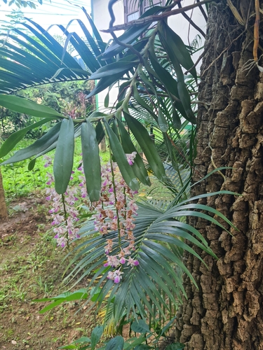 Aerides falcata, photograph 2