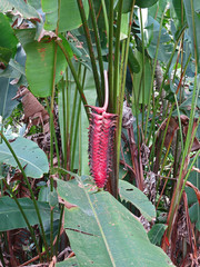 Heliconia mariae