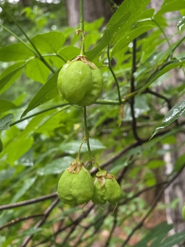European bladdernut