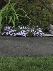Phlox subulata