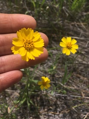Layia gaillardioides