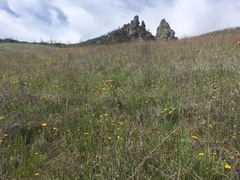 Layia gaillardioides