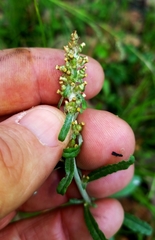 Gamochaeta argyrinea