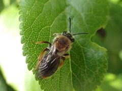 Andrena haemorrhoa