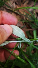 Gamochaeta argyrinea