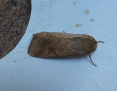 Helicoverpa armigera conferta