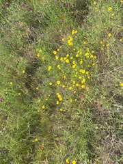 Layia gaillardioides