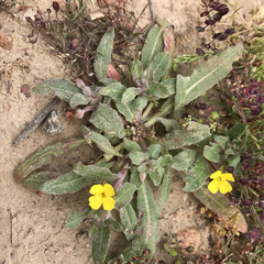 Camissoniopsis micrantha