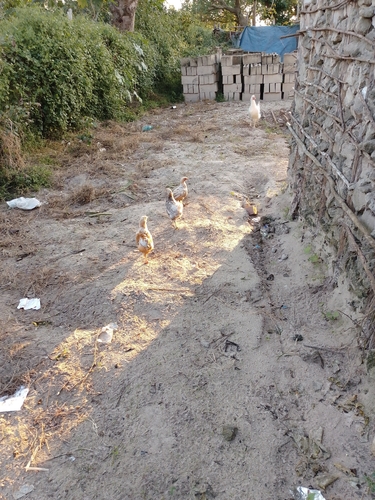 Domestic Chicken