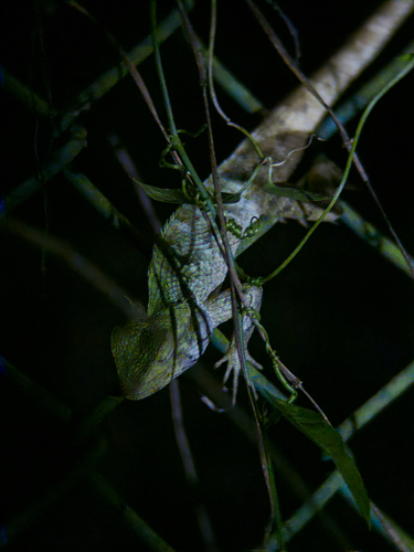 Oriental Garden Lizard