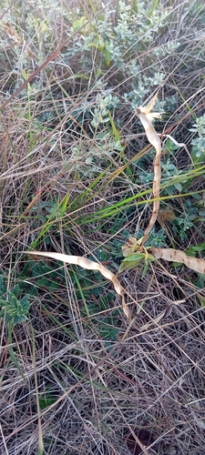 Mandevilla petraea