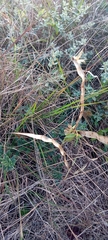 Mandevilla petraea