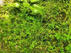 Poa alsodes