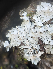 Heterodermia albicans