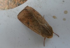 Helicoverpa armigera conferta