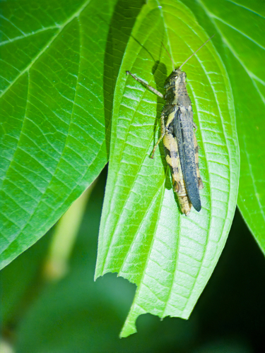 Rufous-legged Grasshopper