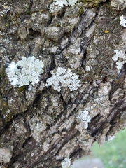 Heterodermia albicans