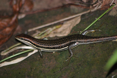 Trachylepis elegans