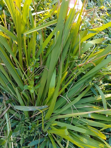 Broadleaf Bristlegrass