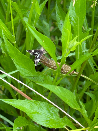 Four-spotted Moth