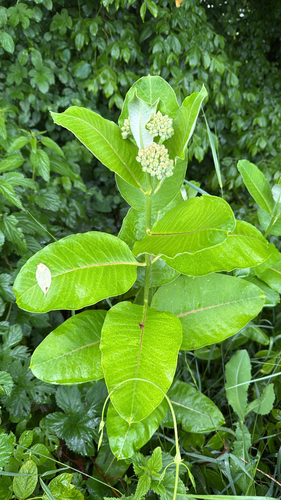 common milkweed