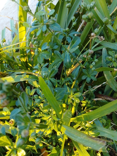 Krauseola mosambicina