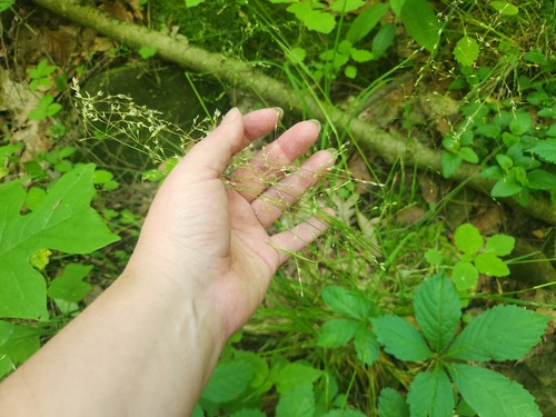 Poa alsodes, photograph 3