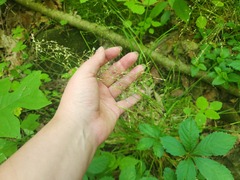 Poa alsodes, photograph (c) Summit Metro Parks, some rights reserved (CC BY)